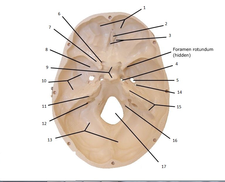 Skull Quiz Anatomy 5974